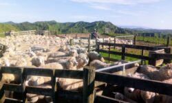 IMG_20191104_082724.jpg &nbsp;