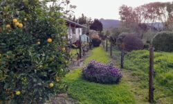 Lemon tree, lavenders, verandha.jpg &nbsp;
