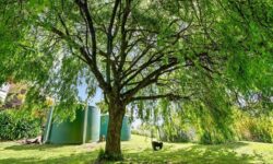 Willow and swings.jpg &nbsp;